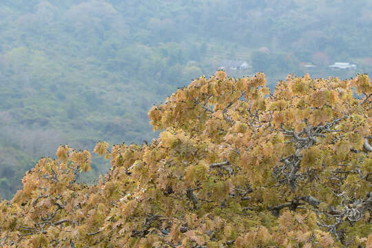 Imagem de Julbernardia globiflora (Benth.) Troupin