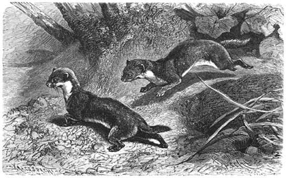 Image of least weasel