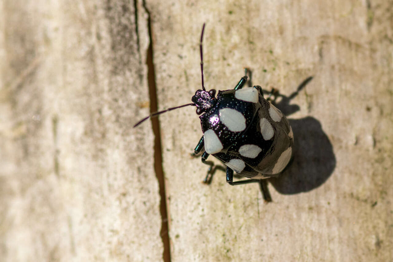 Stiretrus decemguttatus (Lepeletier & Serville 1828) resmi