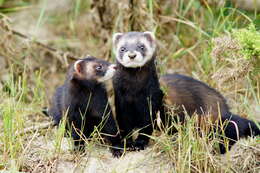 Image of western polecat, polecat