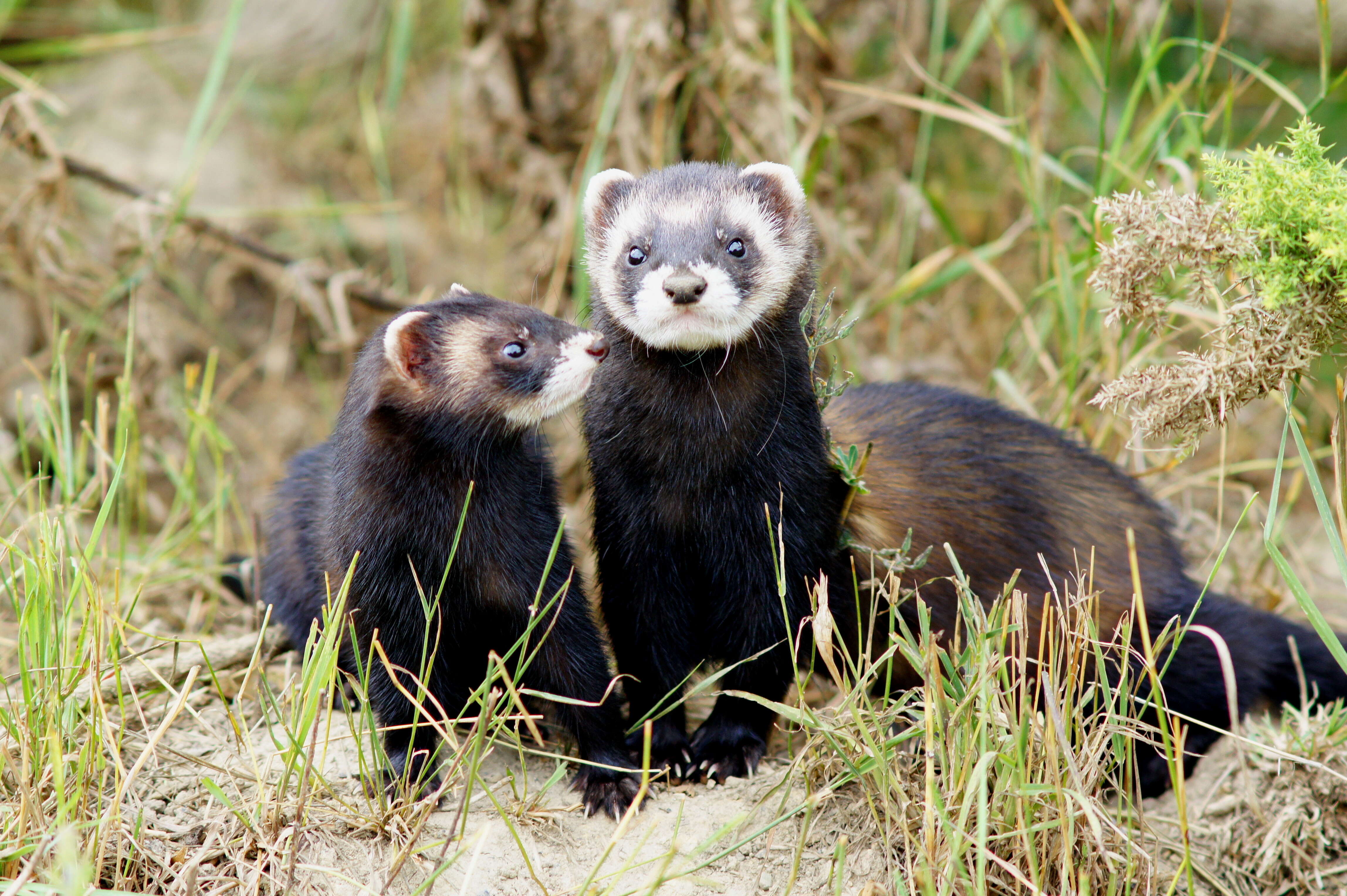 Image of western polecat, polecat