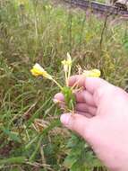 Image of Oenothera fallax Renner