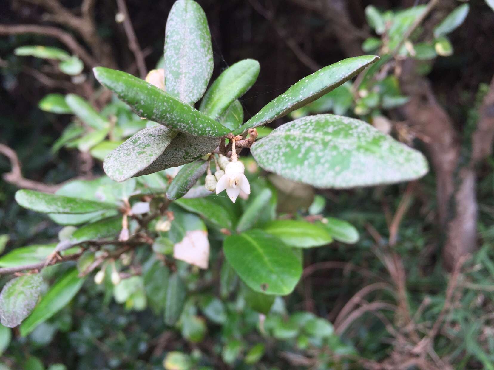 Image of Elaeagnus formosana Nakai