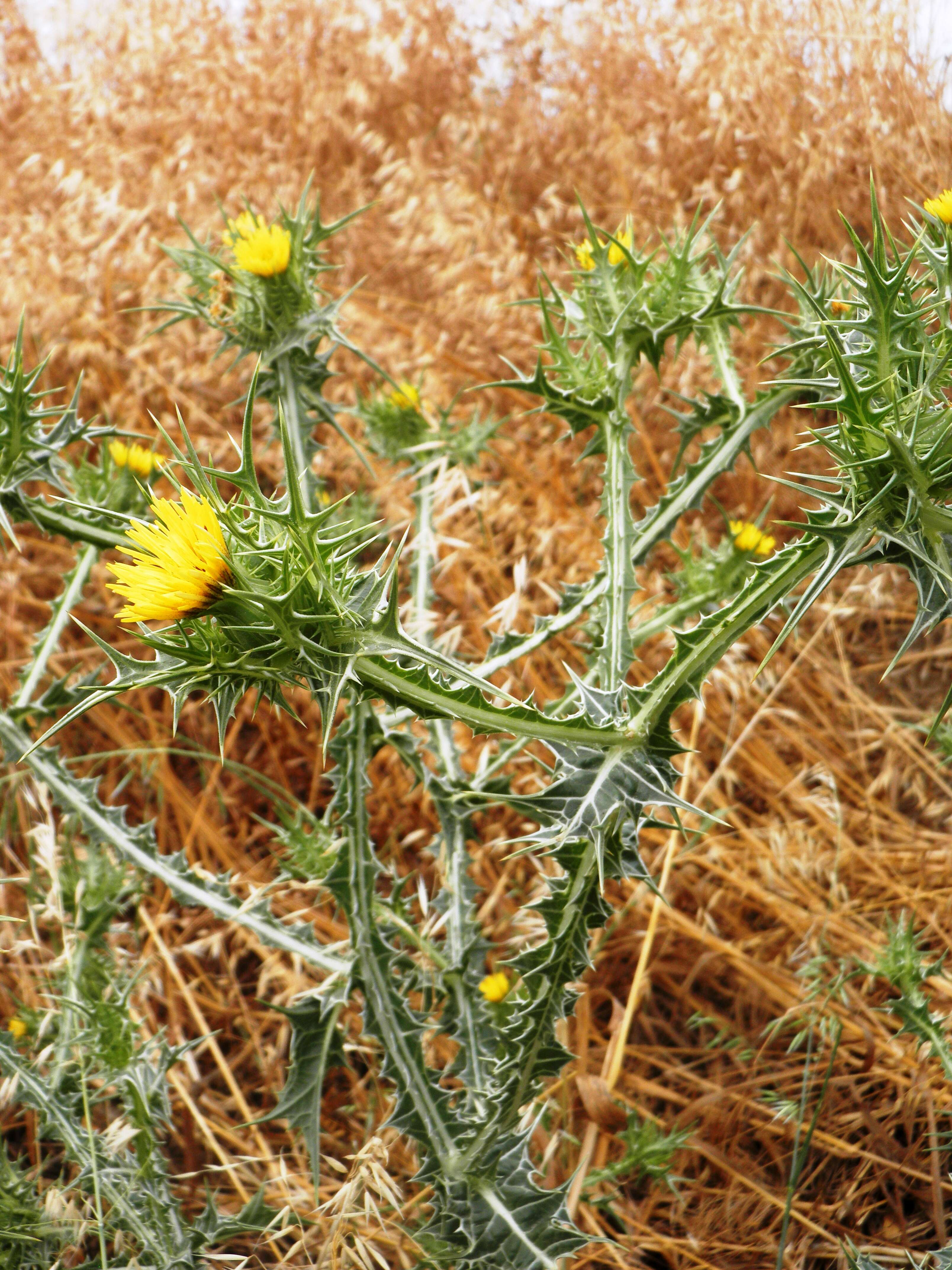 Image of Spanish oyster thistle