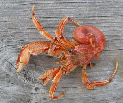 Image of Common hermit crab