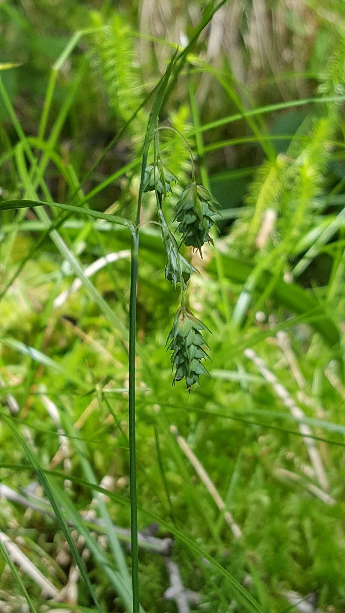 Image of boreal bog sedge