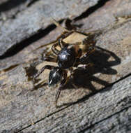 Image of Habronattus kubai (Griswold 1979)