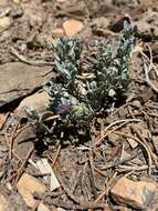 Image of Thompson's beardtongue