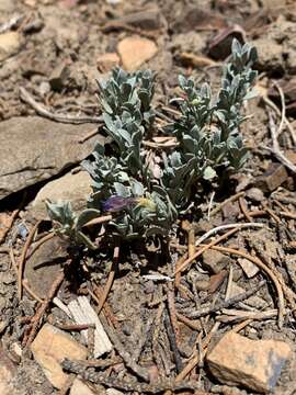 Image of Thompson's beardtongue