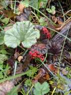 صورة Gunnera magellanica Lam.