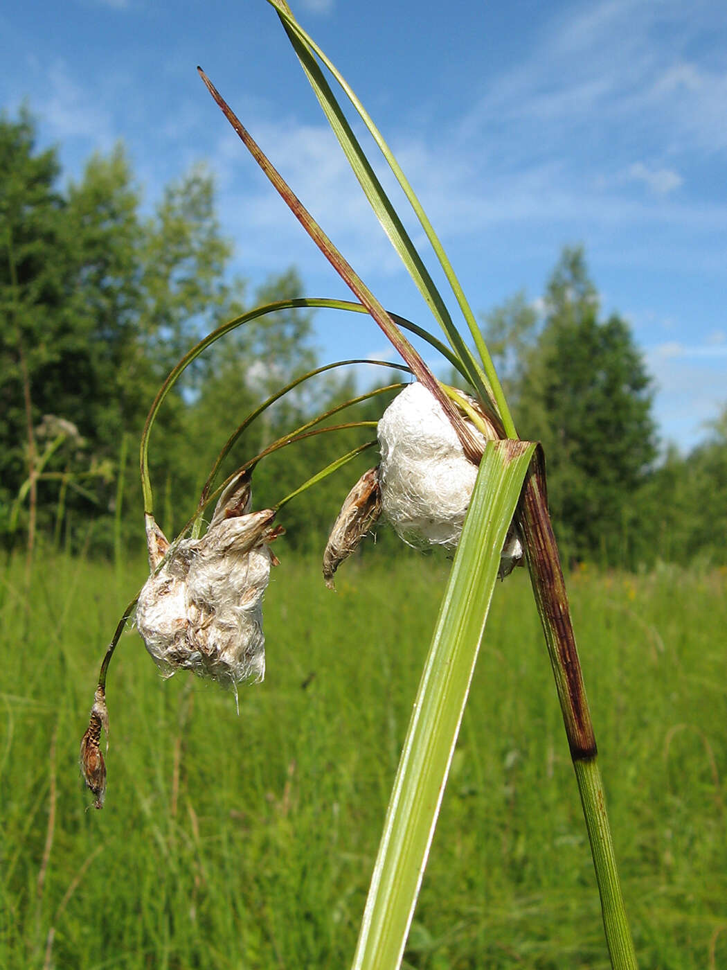 Image of broad-leaved cottongrass