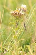 Image of carline thistle