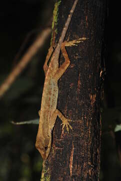 Image of Oaxacan Oak Anole