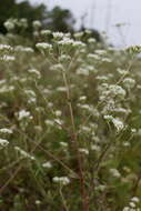 Image of rough boneset