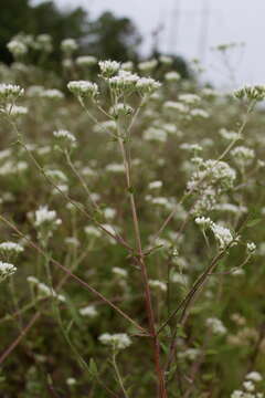 Image of rough boneset