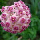 Image of Hoya aldrichii Hemsl.