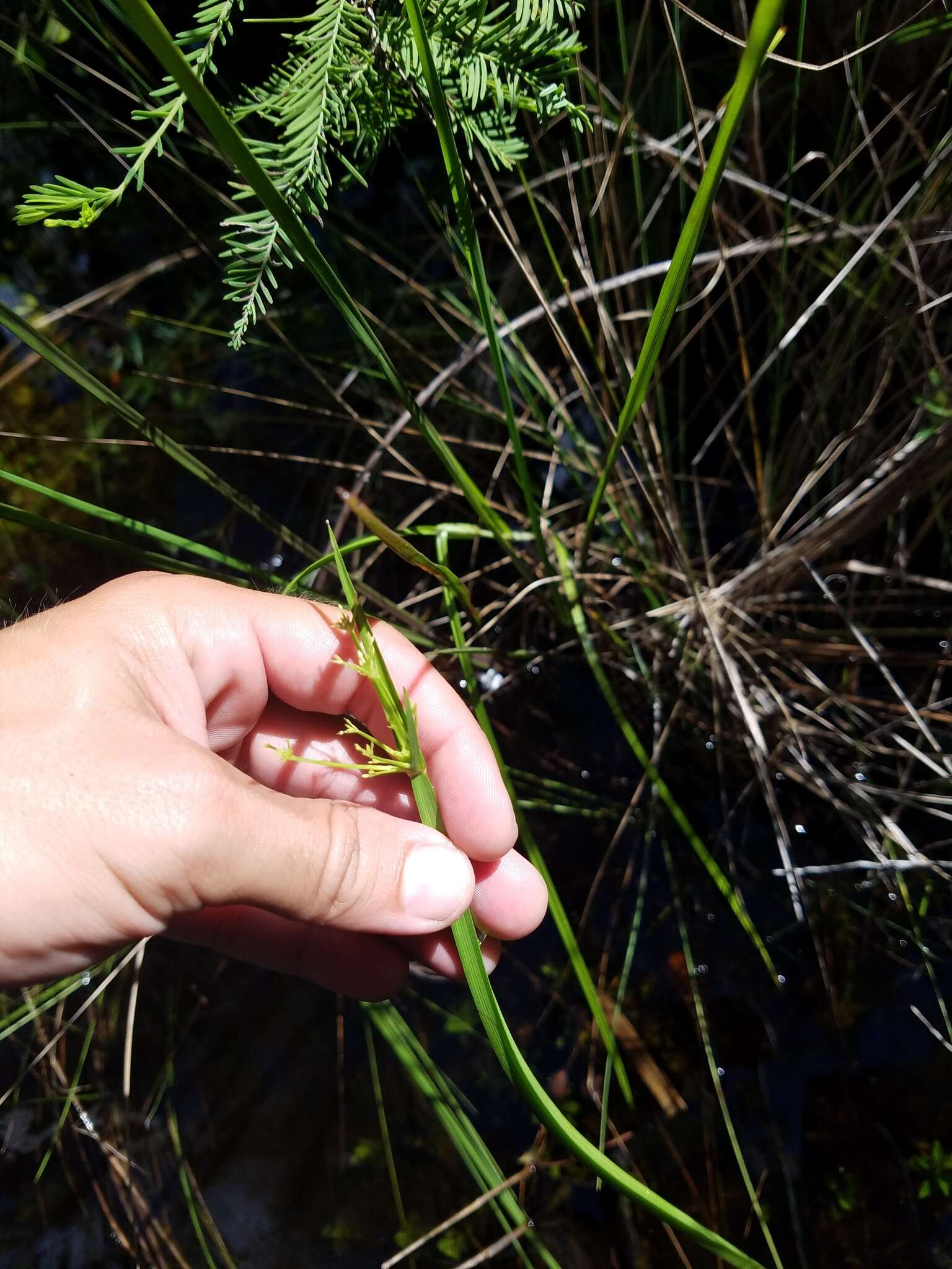 Image of haspan flatsedge