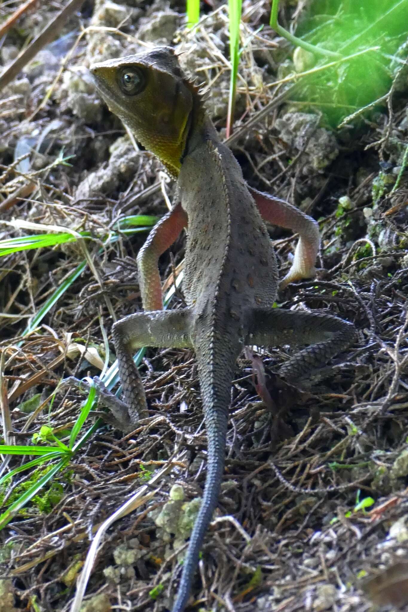 Image of Acanthosaura titiwangsaensis Wood, Grismer, Grismer, Ahmad, Onn & Bauer 2009