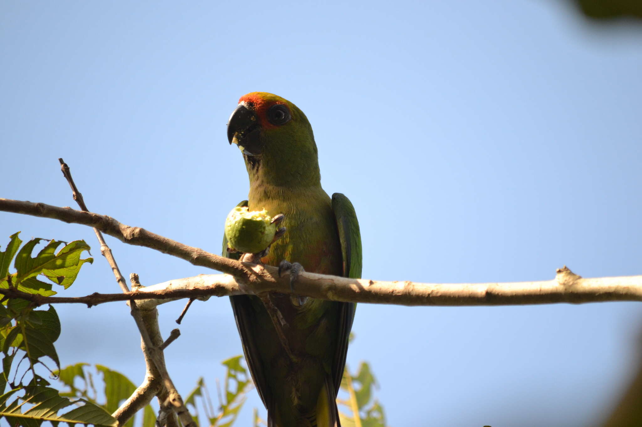 Image of Golden-capped Conure