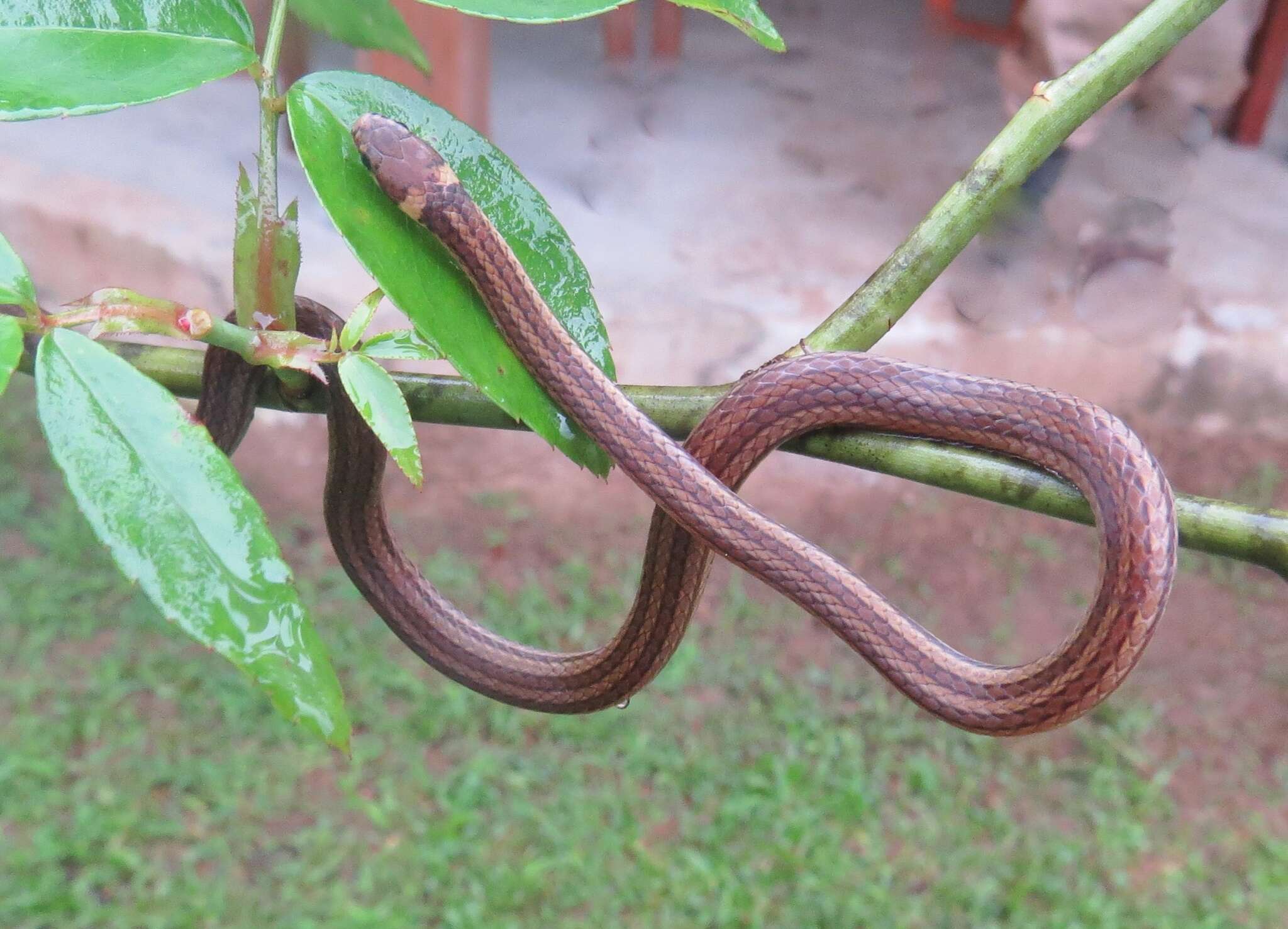 Image of Litter Snake