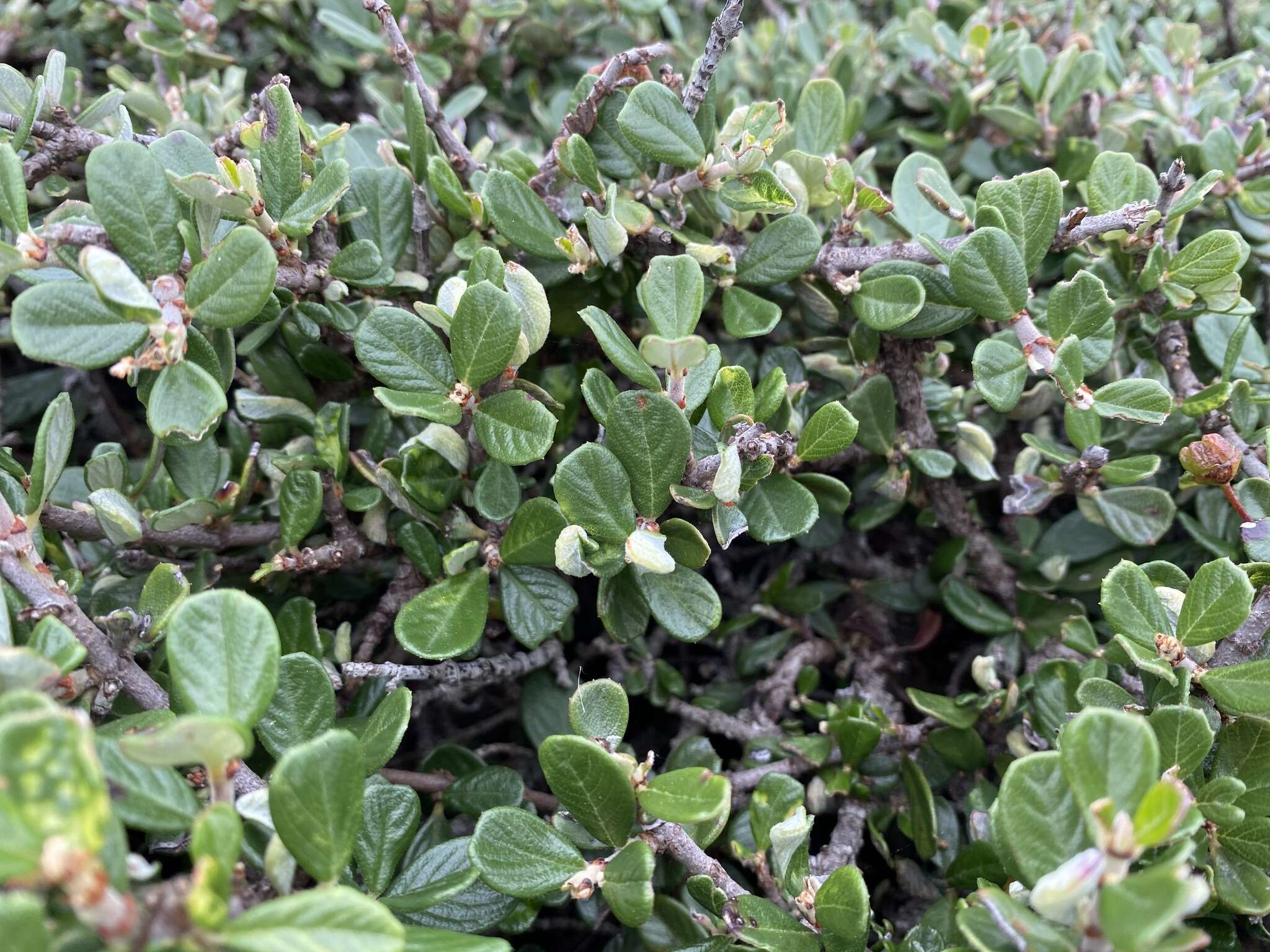 Image of maritime ceanothus