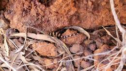 Image of Cave Prickly Gecko