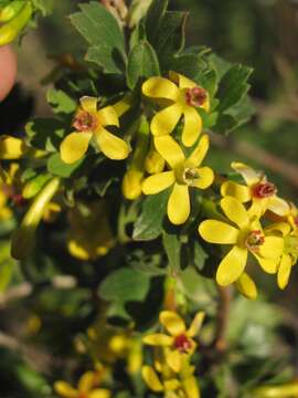 Image of golden currant