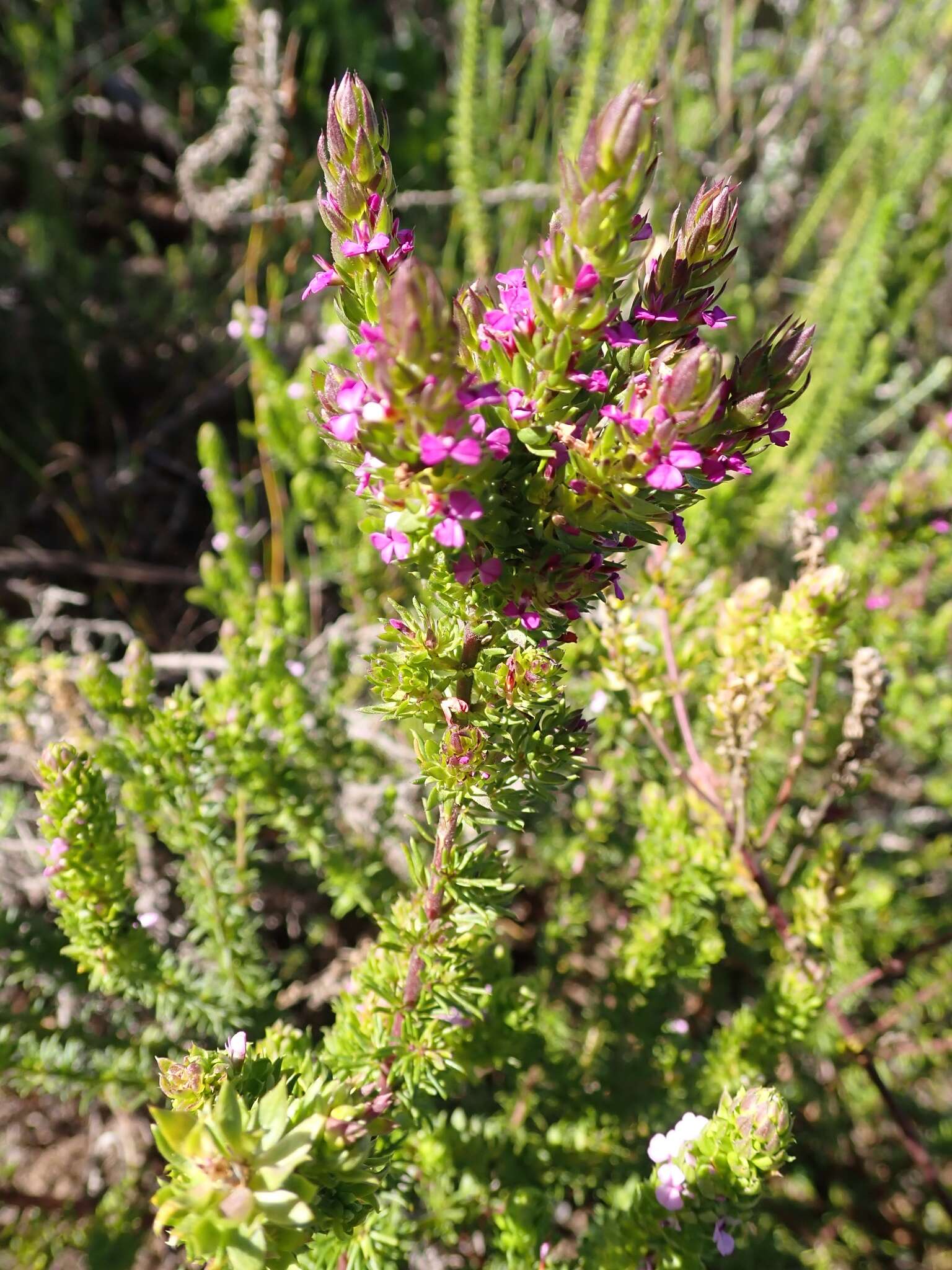 Image of Muraltia satureioides Burch. ex DC.