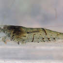 صورة <i>Neocaridina palmata</i>