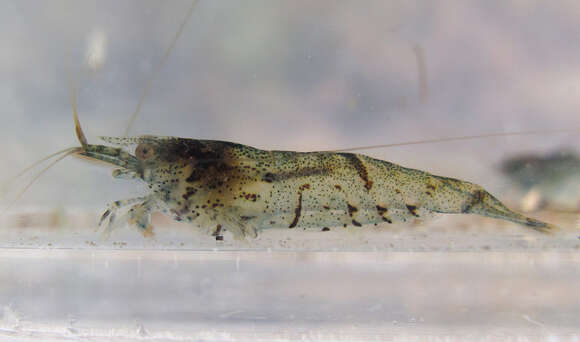 Image of <i>Neocaridina palmata</i>