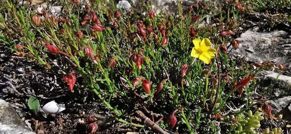 Image of Fumana ericifolia Wallr.