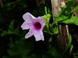 Sivun Ipomoea mauritiana Jacquin kuva