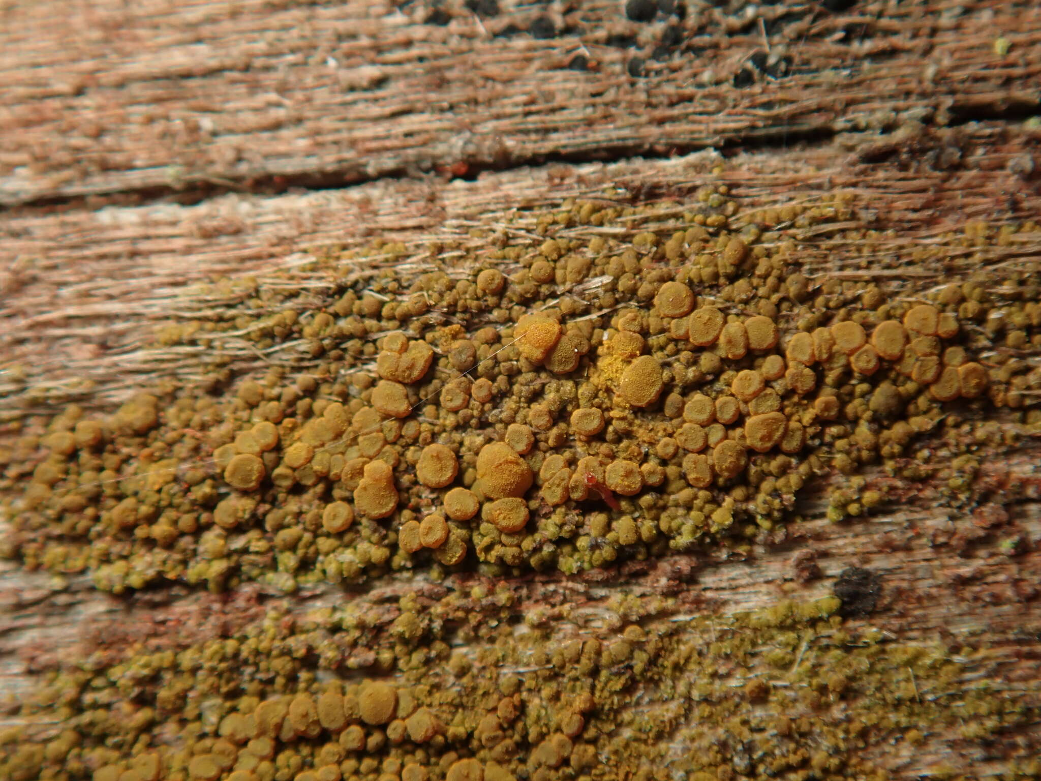 Image of eggyolk lichen