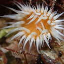 Image of orange striped Anemone