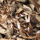 Image of Osmunda japonica Thunb.