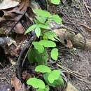 Image of Passiflora andersonii DC.