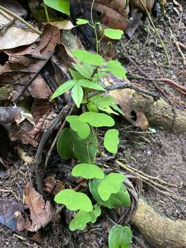 Passiflora andersonii DC. resmi