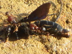 Image of Pheidole akermani Arnold 1920