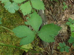 Image of largefruit blacksnakeroot