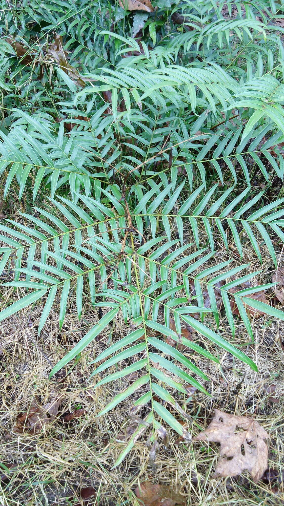 Слика од Pteris pulchra Schltdl. & Cham.