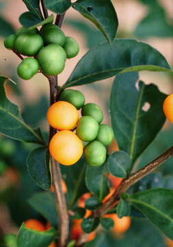 Image of twoleaf nightshade