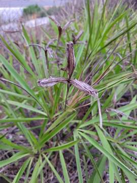 Image of Nanuza plicata (Mart.) L. B. Sm. & Ayensu