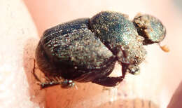 Image of Onthophagus aeruginosus Roth 1851