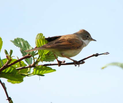 Image of Sylvia communis