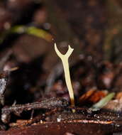 Ramariopsis bicolor R. H. Petersen 1988 resmi