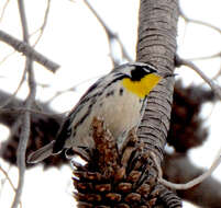 Image of Setophaga dominica albilora (Ridgway 1873)