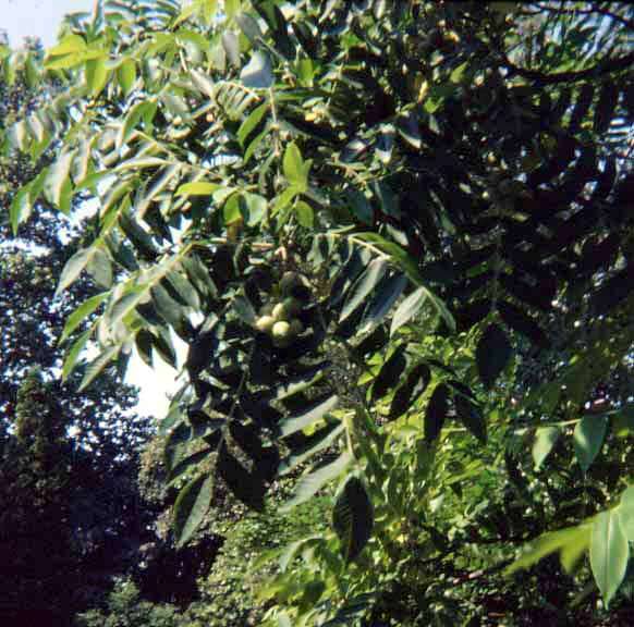 Image of Juglans ailantifolia