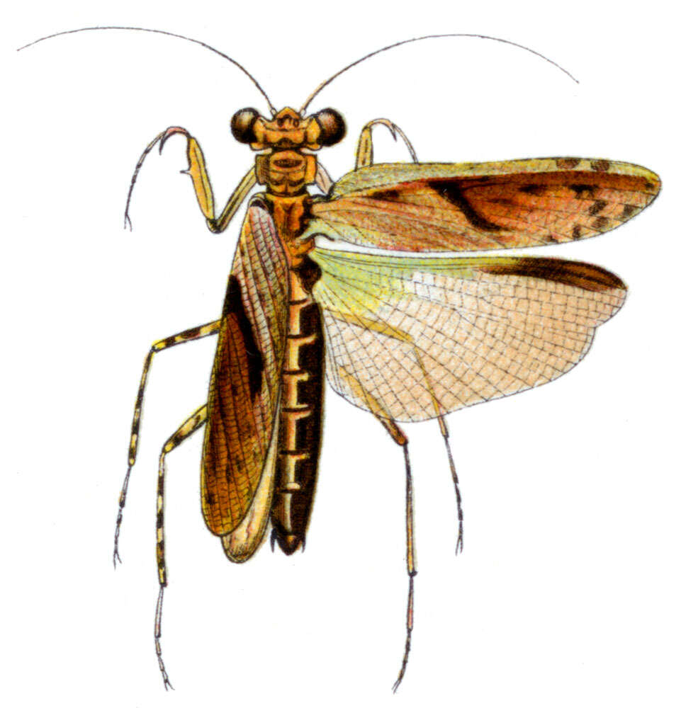 Image of Amorphoscelidae