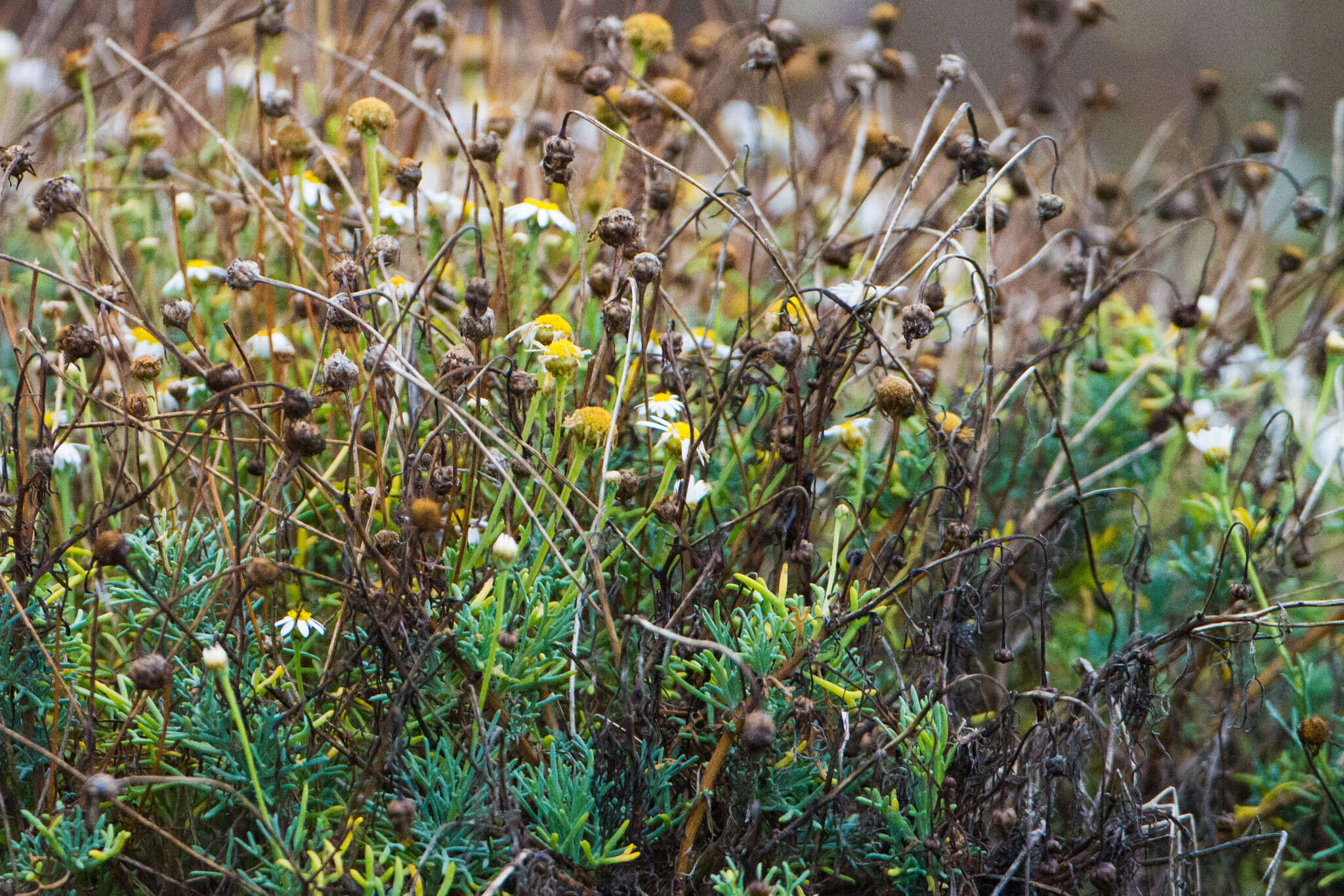 Image of Canary island marguerite