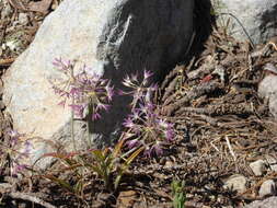 Image of dusky onion